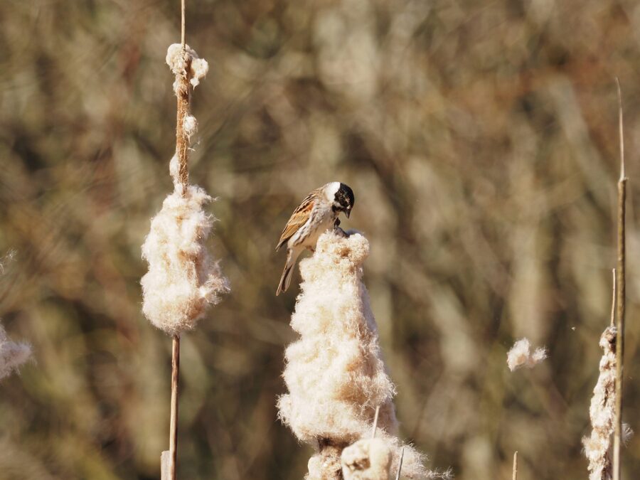 Rørspurv (Emberiza schoeniclus). Han. Ellemosen. Foto: Asbjørn Hillestoft 01-04-2025.