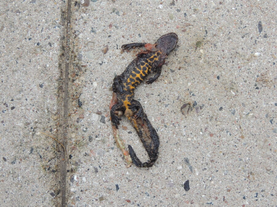 Stor vandsalamander (Triturus cristatus). Fundet død på flisesti på Topsejlet få meter fra Ellemosen. Foto: Asbjørn Hillestoft 31-03-2015.