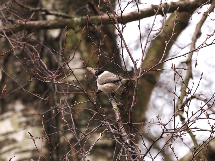 Sumpmejse (Parus palustris). Sneglehøjsøerne. Foto: Asbjørn Hillestoft 26-03-2026.
