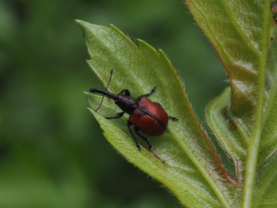 Bladruller (Tatianaerhynchites aequatus). Sneglehøjsøerne. Foto: Asbjørn Hillestoft 10-05-2025.