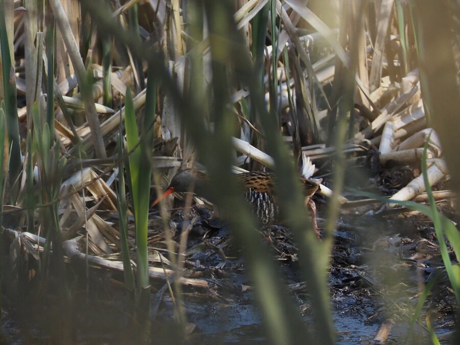 Vandrikse (Rallus arquatus). Ellemosen. Foto: Asbjørn Hillestoft 24-04-2024.