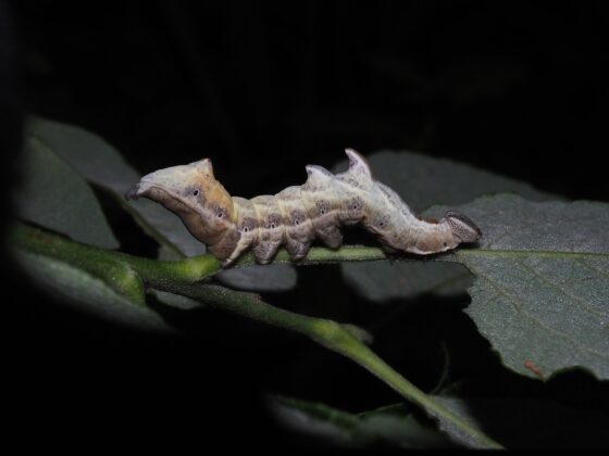 Zigzagspinder (Notodonta ziczac). Larve. Ellemosen. Foto: Asbjørn Hillestoft 16-06-2024