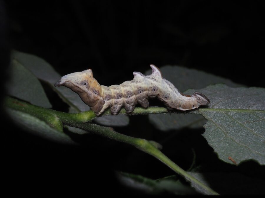 Zigzagspinder (Notodonta ziczac). Larve. Ellemosen. Foto: Asbjørn Hillestoft 16-06-2024